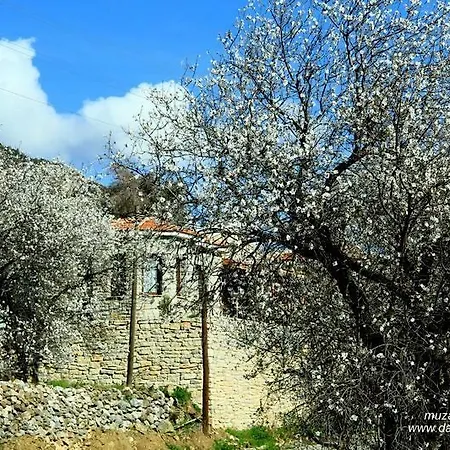 Nyaraló Begonvilla *